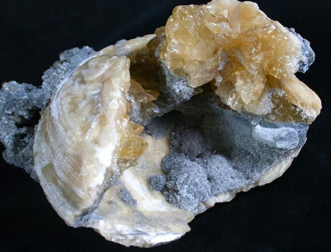 Partial Calcite Crystal Filled Fossil Clam - Rucks Pit, Florida #7861
